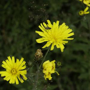 Photographie n°2516071 du taxon Hieracium umbellatum L. [1753]