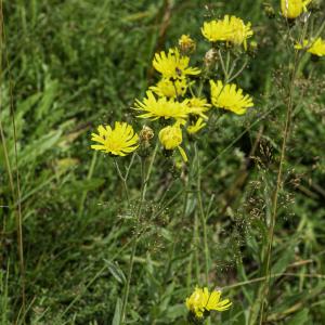 Photographie n°2516074 du taxon Hieracium umbellatum L. [1753]