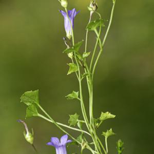 Photographie n°2516080 du taxon Wahlenbergia hederacea (L.) Rchb.