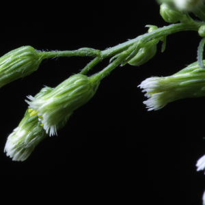 Photographie n°2516105 du taxon Erigeron canadensis L.