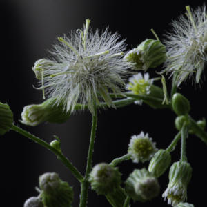 Photographie n°2516107 du taxon Erigeron canadensis L.