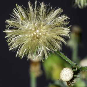 Photographie n°2516119 du taxon Erigeron sumatrensis Retz.