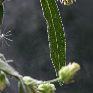 Photographie n°2516120 du taxon Erigeron sumatrensis Retz.