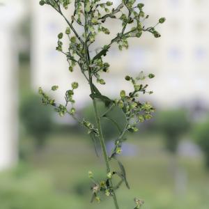 Photographie n°2516121 du taxon Erigeron sumatrensis Retz.