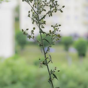 Photographie n°2516124 du taxon Erigeron sumatrensis Retz.