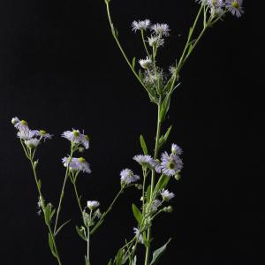 Photographie n°2516130 du taxon Erigeron annuus (L.) Desf.