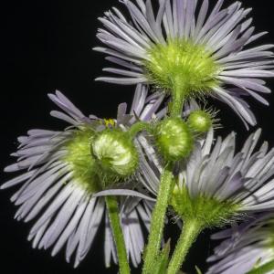 Photographie n°2516133 du taxon Erigeron annuus (L.) Desf.