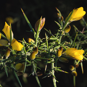 Photographie n°2516136 du taxon Ulex europaeus L. [1753]