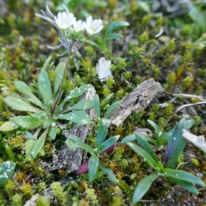 Photographie n°2516194 du taxon Draba verna L. [1753]