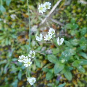 Photographie n°2516195 du taxon Draba verna L. [1753]