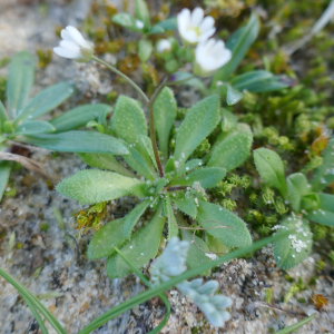 Photographie n°2516196 du taxon Draba verna L. [1753]