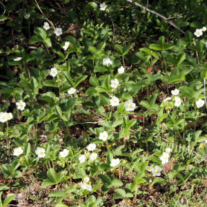 Photographie n°2516222 du taxon Fragaria viridis subsp. viridis 