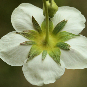 Photographie n°2516230 du taxon Fragaria viridis subsp. viridis 