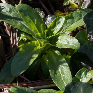 Photographie n°2516254 du taxon Valerianella locusta (L.) Laterr. [1821]