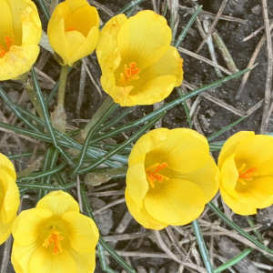 Crocus sulphureus Griseb. (Crocus à fleurs jaunes)