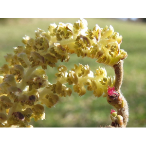 Corylus avellana L. var. avellana