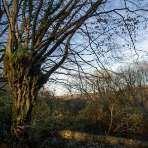 Photographie n°2516522 du taxon Carpinus betulus