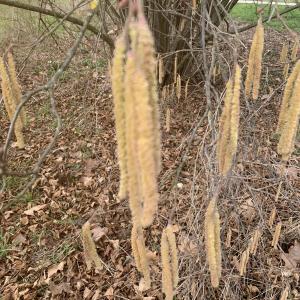 Photographie n°2516610 du taxon Corylus avellana L.