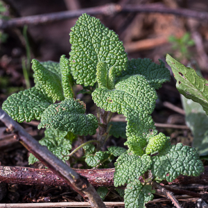 Photographie n°2516658 du taxon Teucrium scorodonia L. [1753]