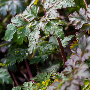 Photographie n°2516660 du taxon Geranium robertianum L. [1753]