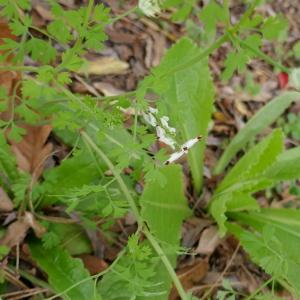 Photographie n°2516681 du taxon Fumaria capreolata L. [1753]