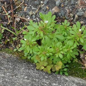 Photographie n°2516696 du taxon Saxifraga tridactylites L. [1753]