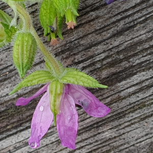 Photographie n°2516701 du taxon Erodium moschatum (L.) L'Hér. [1789]