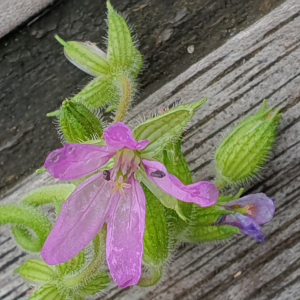 Photographie n°2516702 du taxon Erodium moschatum (L.) L'Hér. [1789]