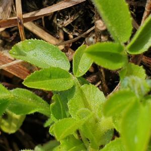 Photographie n°2516705 du taxon Ononis spinosa L. [1753]