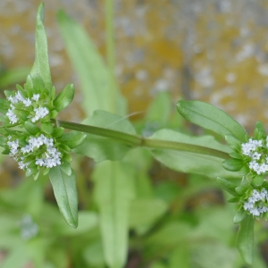 Photographie n°2516710 du taxon Valerianella locusta (L.) Laterr. [1821]