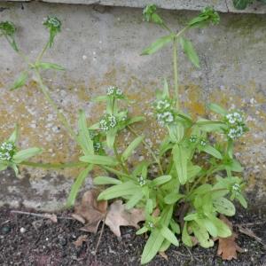 Photographie n°2516711 du taxon Valerianella locusta (L.) Laterr. [1821]