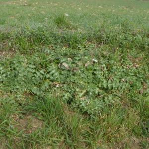 Photographie n°2516760 du taxon Silybum marianum (L.) Gaertn. [1791]