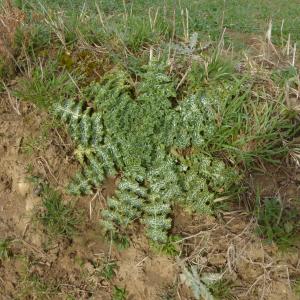 Photographie n°2516762 du taxon Silybum marianum (L.) Gaertn. [1791]