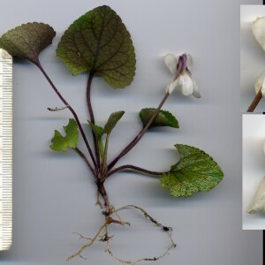  - Viola alba subsp. scotophylla (Jord.) Nyman [1878]