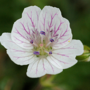 Photographie n°2516808 du taxon Erodium lucidum Lapeyr.