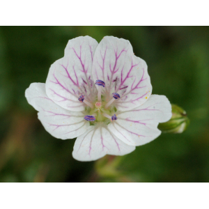 Erodium lucidum Lapeyr.