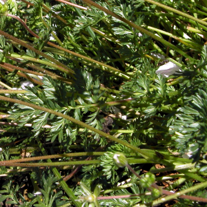Photographie n°2516810 du taxon Erodium lucidum Lapeyr.