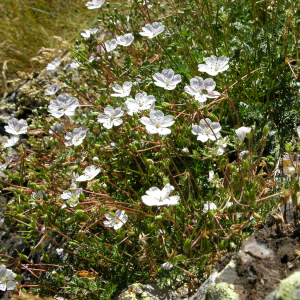  - Erodium lucidum Lapeyr.