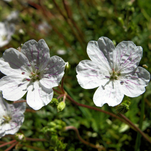  - Erodium lucidum Lapeyr.