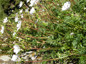 liliane Pessotto, le 26 juillet 2013 (Sentein (Chemin du Past))