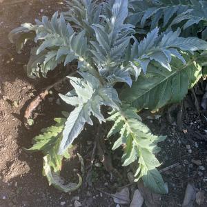 Photographie n°2516846 du taxon Cynara cardunculus L. [1753]