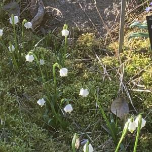 Photographie n°2516863 du taxon Leucojum aestivum L.