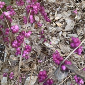  - Symphoricarpos orbiculatus Moench [1794]