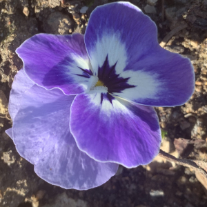 Photographie n°2516885 du taxon Viola cornuta L. [1763]