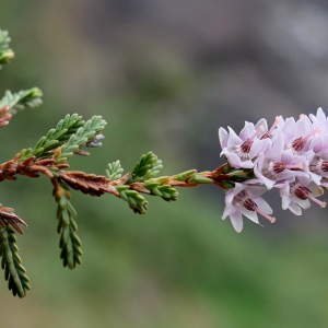 Photographie n°2516893 du taxon Calluna vulgaris (L.) Hull