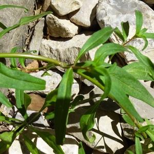 Photographie n°2516895 du taxon Antirrhinum majus L. [1753]