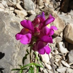 Photographie n°2516896 du taxon Antirrhinum majus L. [1753]