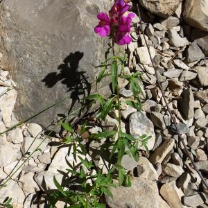 Photographie n°2516898 du taxon Antirrhinum majus L. [1753]