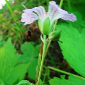 Photographie n°2516924 du taxon Geranium nodosum L.