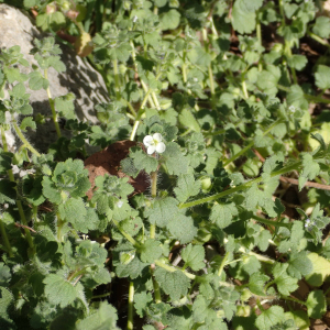 Photographie n°2516943 du taxon Veronica cymbalaria Bodard